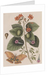 Scarlet cordia, morning glory and Polyphemus moth by Mark Catesby