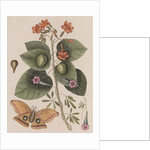 Scarlet cordia, morning glory and Polyphemus moth by Mark Catesby