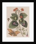 Scarlet cordia, morning glory and Polyphemus moth by Mark Catesby