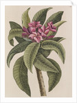 Red frangipani by Mark Catesby