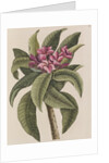 Red frangipani by Mark Catesby