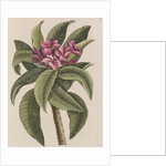 Red frangipani by Mark Catesby