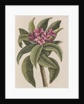 Red frangipani by Mark Catesby