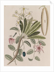 Singapore graveyard flower and devil's pumpkin by Mark Catesby