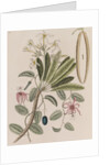 Singapore graveyard flower and devil's pumpkin by Mark Catesby