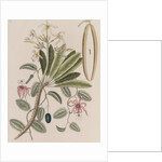 Singapore graveyard flower and devil's pumpkin by Mark Catesby