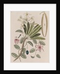 Singapore graveyard flower and devil's pumpkin by Mark Catesby