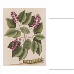 Pigeonplum and hickory horned devil by Mark Catesby