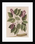 Pigeonplum and hickory horned devil by Mark Catesby
