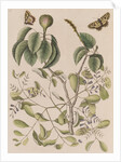 Manchineel tree, smooth leechbush and Spanish  festoons by Mark Catesby