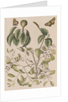 Manchineel tree, smooth leechbush and Spanish  festoons by Mark Catesby