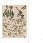 Manchineel tree, smooth leechbush and Spanish  festoons by Mark Catesby