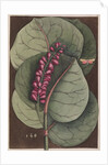 Seagrape and bella moth by Mark Catesby