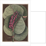 Seagrape and bella moth by Mark Catesby
