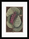 Seagrape and bella moth by Mark Catesby