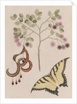 Pithecellobium bahamense and tiger swallowtail by Mark Catesby