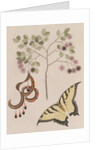 Pithecellobium bahamense and tiger swallowtail by Mark Catesby