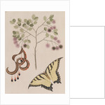 Pithecellobium bahamense and tiger swallowtail by Mark Catesby