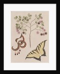 Pithecellobium bahamense and tiger swallowtail by Mark Catesby