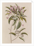 Mountain laurel by Mark Catesby