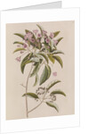 Mountain laurel by Mark Catesby