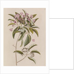 Mountain laurel by Mark Catesby