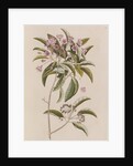 Mountain laurel by Mark Catesby