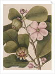 Autograph tree by Mark Catesby