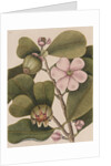 Autograph tree by Mark Catesby
