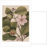 Autograph tree by Mark Catesby