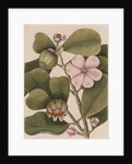 Autograph tree by Mark Catesby