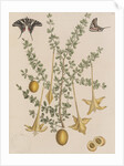 Lily thorn and zebra swallowtail by Mark Catesby