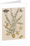 Lily thorn and zebra swallowtail by Mark Catesby