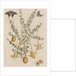 Lily thorn and zebra swallowtail by Mark Catesby