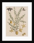 Lily thorn and zebra swallowtail by Mark Catesby