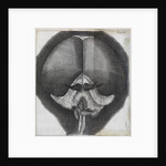 Microscopic view of the head of a grey drone-fly by Robert Hooke