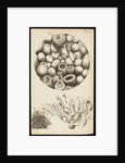 Microscopic views of Kettering-stone, seaweed and sponge by Robert Hooke