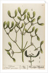 Viscum viscus quercinus by Elizabeth Blackwell