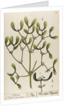 Viscum viscus quercinus by Elizabeth Blackwell