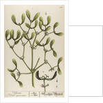 Viscum viscus quercinus by Elizabeth Blackwell