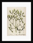 Viscum viscus quercinus by Elizabeth Blackwell