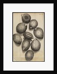 Microscopic view of thyme seeds by Robert Hooke