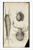 Microscopic views of a black mite, a 'crab-like' insect and a silverfish by Robert Hooke