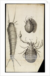 Microscopic views of a black mite, a 'crab-like' insect and a silverfish by Robert Hooke