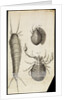 Microscopic views of a black mite, a 'crab-like' insect and a silverfish by Robert Hooke