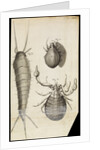 Microscopic views of a black mite, a 'crab-like' insect and a silverfish by Robert Hooke
