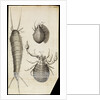 Microscopic views of a black mite, a 'crab-like' insect and a silverfish by Robert Hooke
