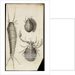 Microscopic views of a black mite, a 'crab-like' insect and a silverfish by Robert Hooke
