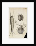 Microscopic views of a black mite, a 'crab-like' insect and a silverfish by Robert Hooke