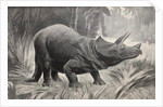 Triceratops by unknown